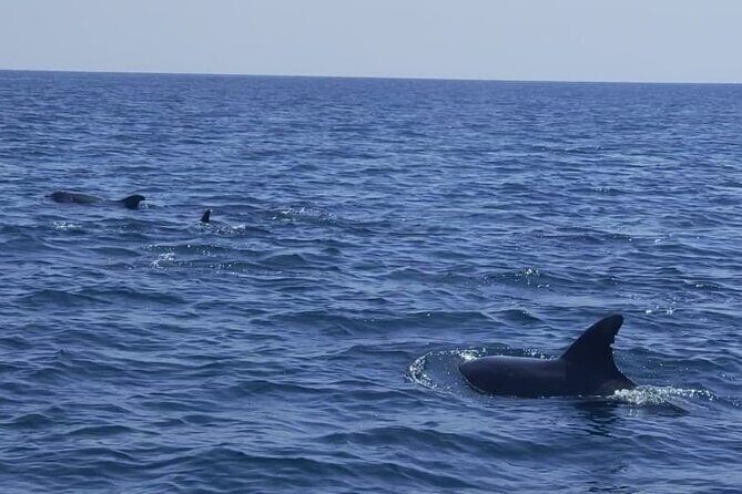 Dolphin Watching and Boat Tour in Sesimbra - Why This Tour Offers Great Value
