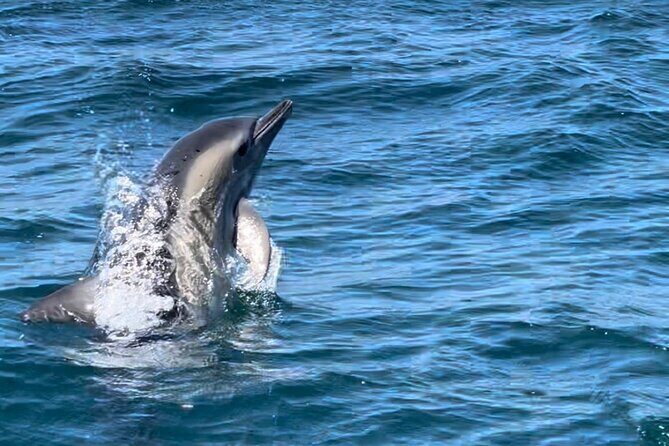 Dolphin Watching and Boat Tour in Sesimbra - Who Should Consider This Tour?