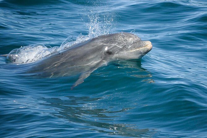 Dolphin Watching and Cave Boat Cruise from Albufeira - A Detailed Look at What You Can Expect