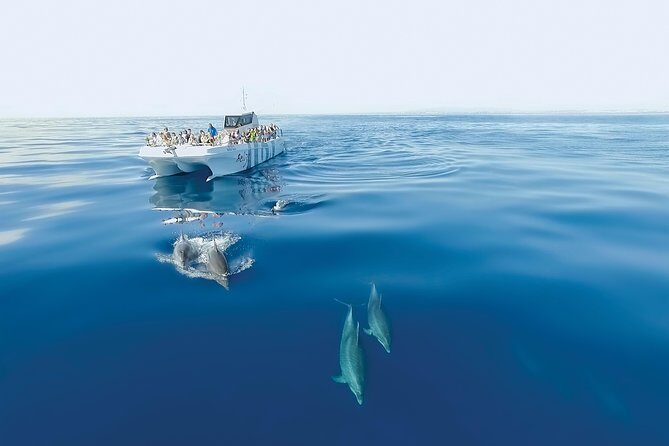 Dolphin Watching and Cave Boat Cruise from Albufeira - FAQs
