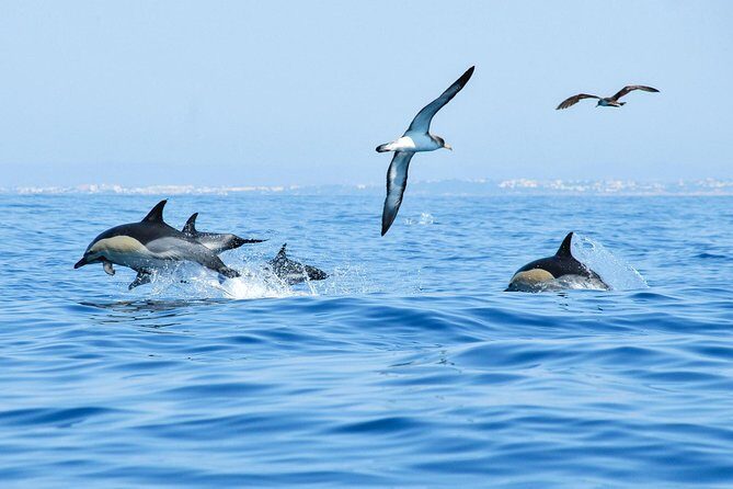 Dolphin Watching and Cave Boat Cruise from Albufeira - Final Thoughts