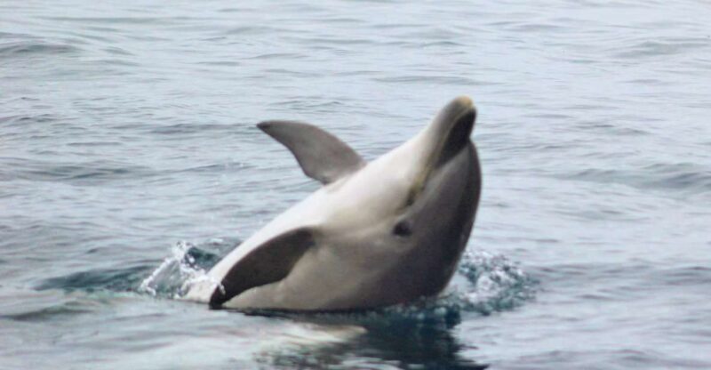 Dolphin Watching and Local Caves - Who Should Consider This Tour?