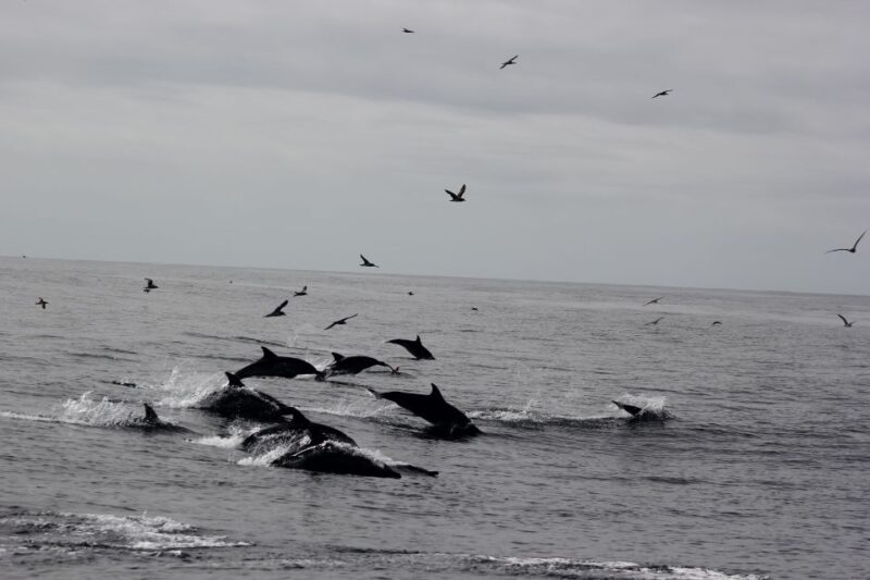 Dolphin Watching and Local Caves - Final Thoughts
