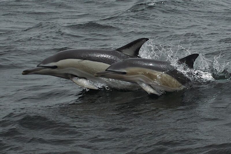 Dolphin Watching and Local Caves - FAQ