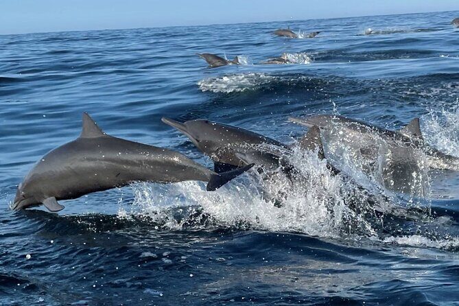 Dolphin Watching and Marine Life on the Coast of Oaxaca - Value and Practicalities