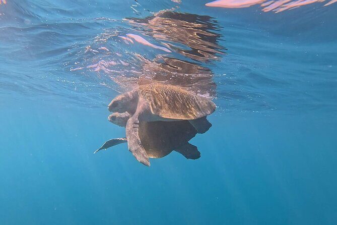 Dolphin Watching and Marine Life on the Coast of Oaxaca - The Sum Up