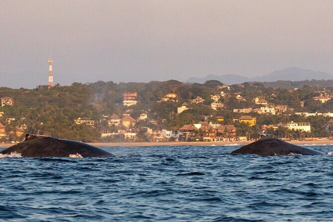Dolphin Watching and Marine Life on the Coast of Oaxaca - FAQ