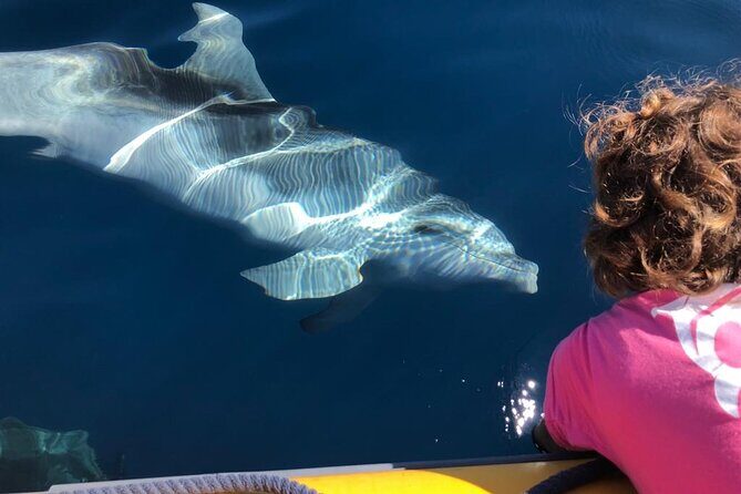 Dolphin watching and snorkeling in Figarolo - Dolphin Watching and Snorkeling in Figarolo: A Genuine Sardinian Marine Adventure