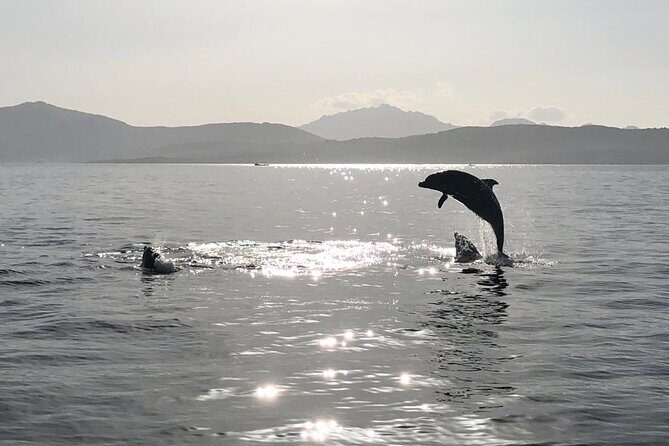 Dolphin watching and snorkeling in Figarolo - Who Should Consider This Tour?