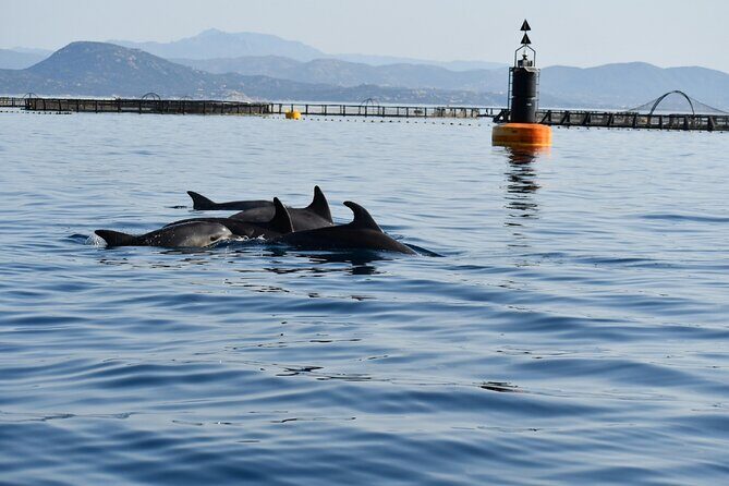 Dolphin Watching and Snorkeling in Figarolo in Sardinia - Practical Tips for Your Dolphin & Snorkel Day