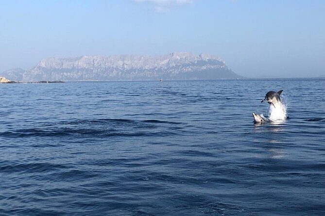 Dolphin Watching and Snorkeling in Figarolo in Sardinia - Frequently Asked Questions (FAQs)