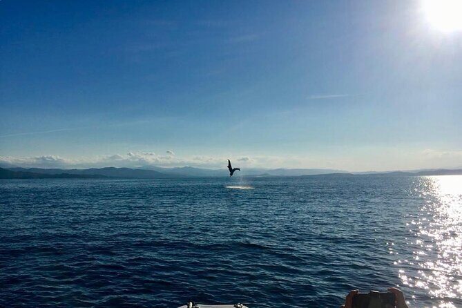 Dolphin Watching and Snorkeling in Figarolo in Sardinia - Summing It Up