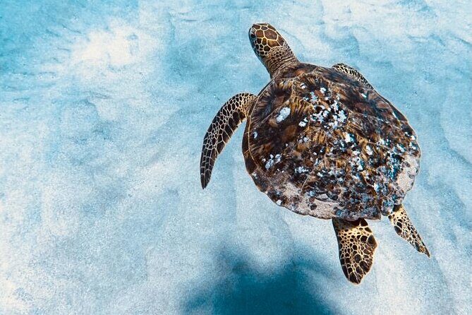 Dolphin Watching and Snorkeling on the West Coast of Oahu - Frequently Asked Questions