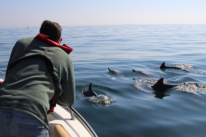 Dolphin watching and wildlife from Faro - Discover Faro’s Marine Wonders with a Small-Group Dolphin and Wildlife Tour