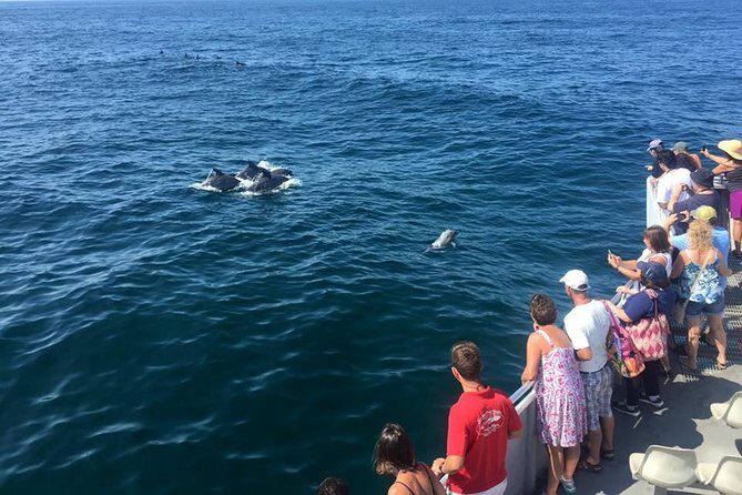 Dolphin Watching around Cape May - A Deep Dive into the Cape May Dolphin-Watching Experience