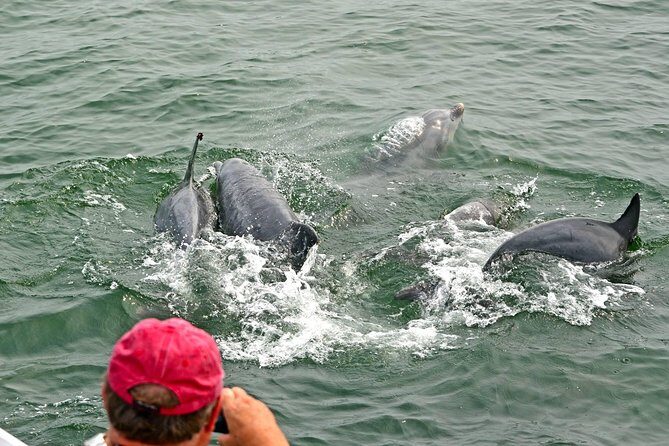 Dolphin Watching around Cape May - Practical Aspects and Value