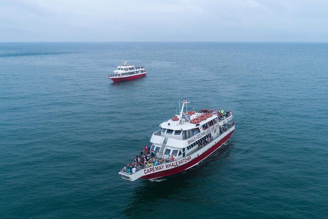 Dolphin Watching around Cape May - FAQs