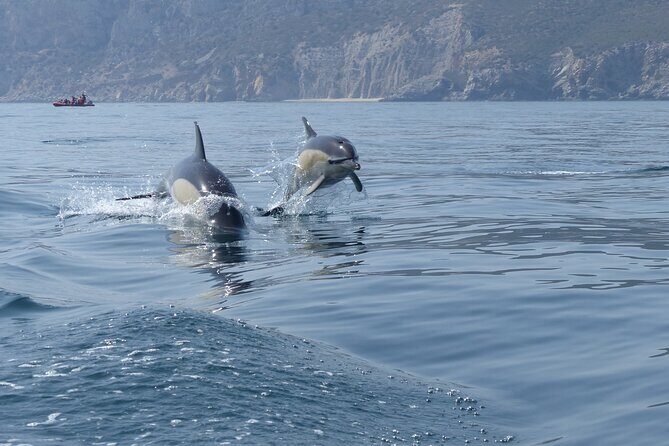 Dolphin Watching at the Arrabida (Lisbon region) - Who Will Love This Tour?
