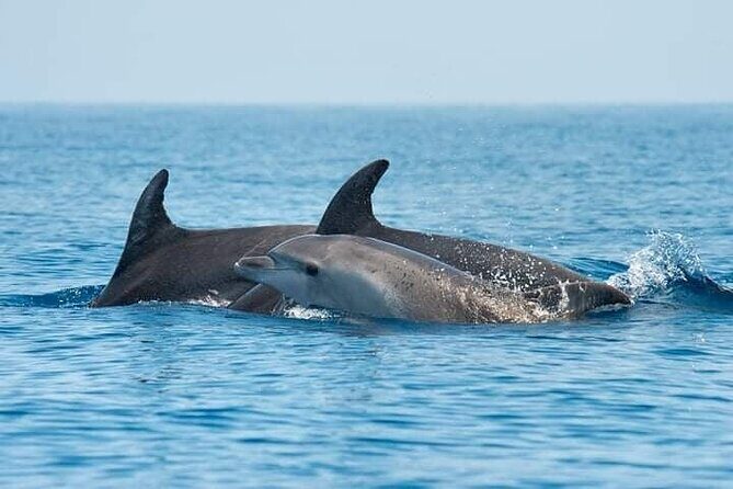 Dolphin Watching Boat Excursion to Figarolo Island from Olbia - Key Points