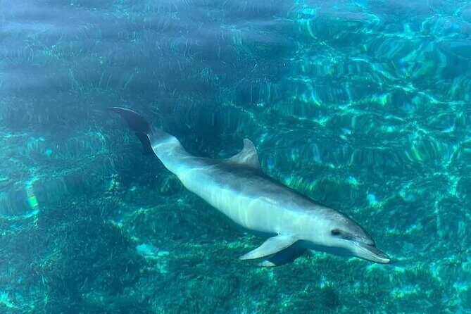 Dolphin Watching Boat Excursion to Figarolo Island from Olbia - The Sum Up