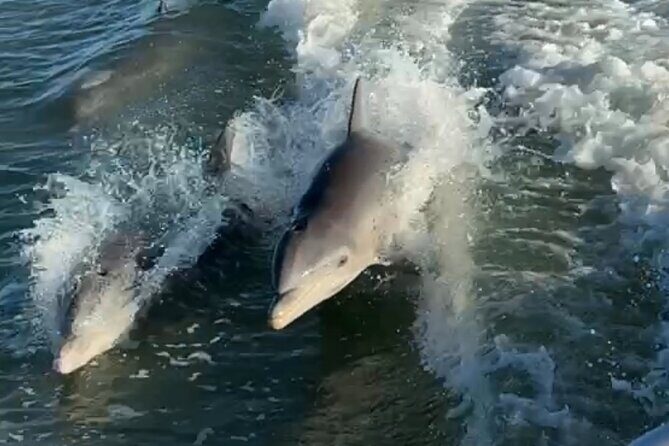 Dolphin Watching boat tour around Anna Maria Island - The Experience in Detail
