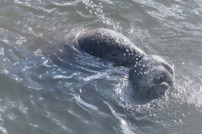 Dolphin Watching boat tour around Anna Maria Island - Final Thoughts