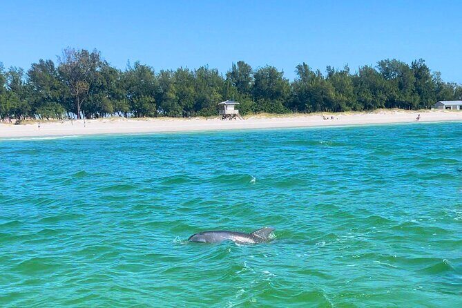 Dolphin Watching boat tour around Anna Maria Island - FAQ