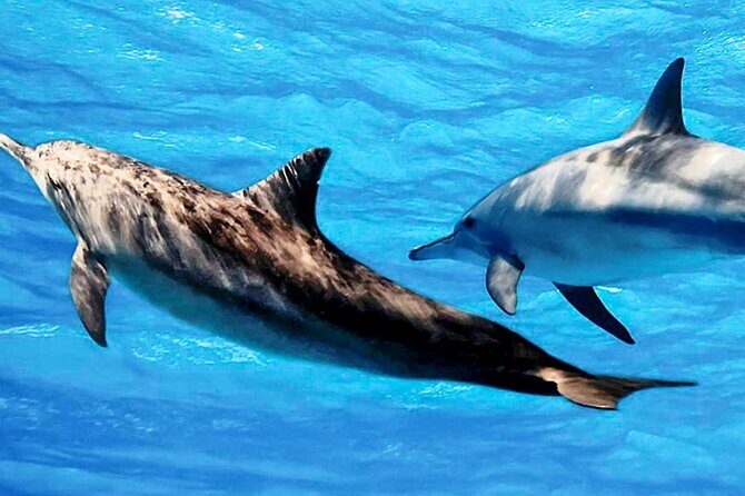 Dolphin Watching Boat Tour from Kalpitiya - A Deep Dive Into the Dolphin Watching Experience