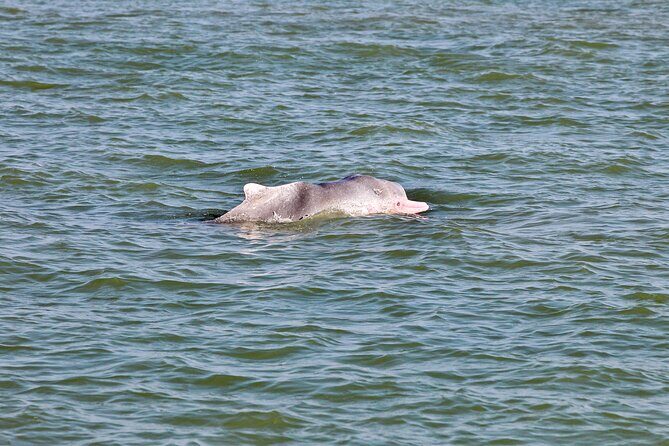 Dolphin Watching Boat Tour from Kalpitiya - The Sum Up