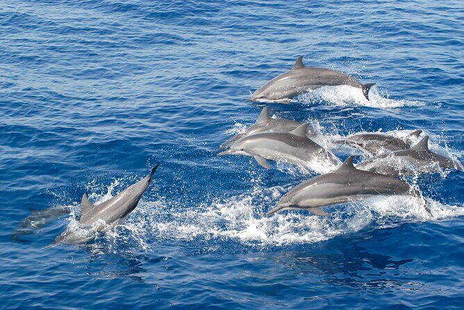 Dolphin Watching Boat Tour from Kalpitiya - FAQ