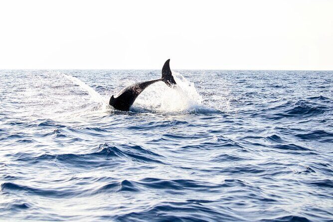 Dolphin watching by boat - A Close Look at the Dolphin Watching Experience in Mallorca
