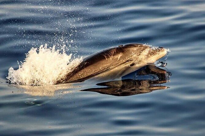 Dolphin watching by boat - Practical Details and Tips for Your Dolphin Trip