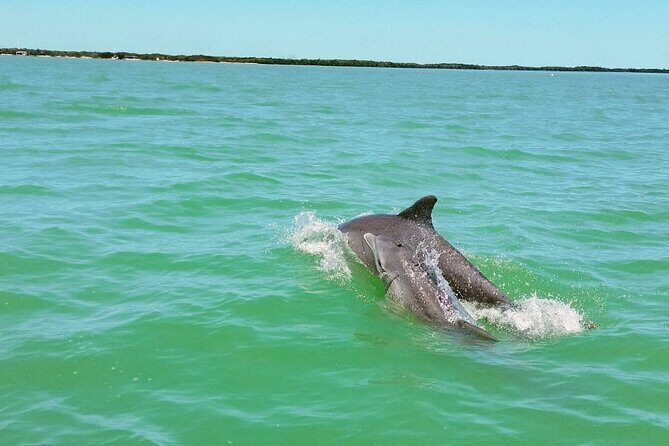 Dolphin watching by private boat from Isla Aguada - Final Thoughts