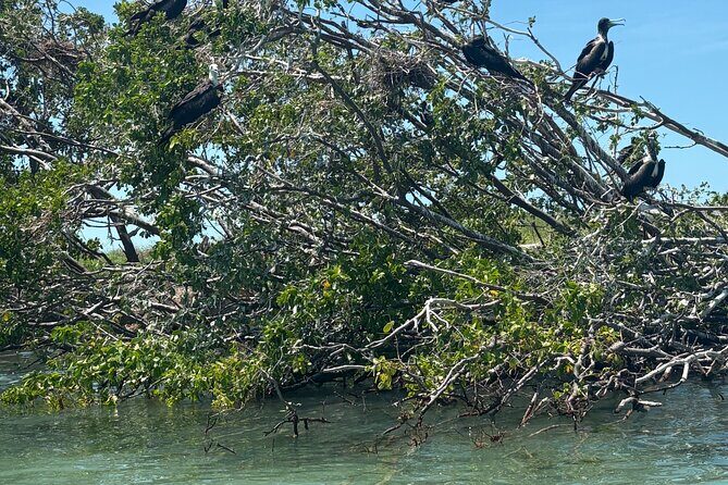 Dolphin watching by private boat from Isla Aguada - FAQs