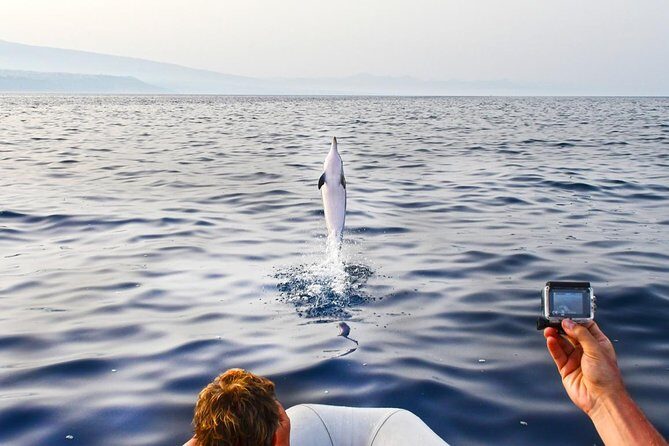 Dolphin Watching & Conservation - Dolphins in the Gulf of Catania - Authentic Feedback from Past Travelers