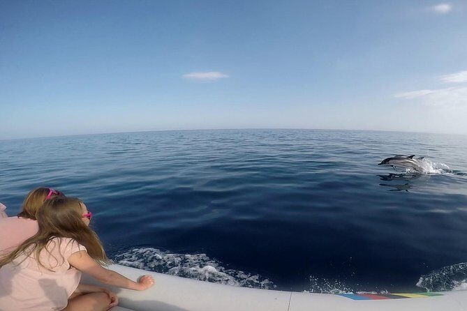 Dolphin Watching & Conservation - Dolphins in the Gulf of Catania - How to Make the Most of Your Dolphin Tour