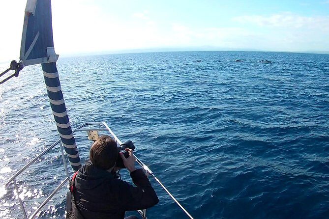 Dolphin Watching & Conservation - Dolphins in the Gulf of Catania - FAQs