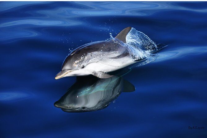Dolphin Watching Excursion in Gibraltar - In-Depth Analysis: What Makes This Tour Stand Out