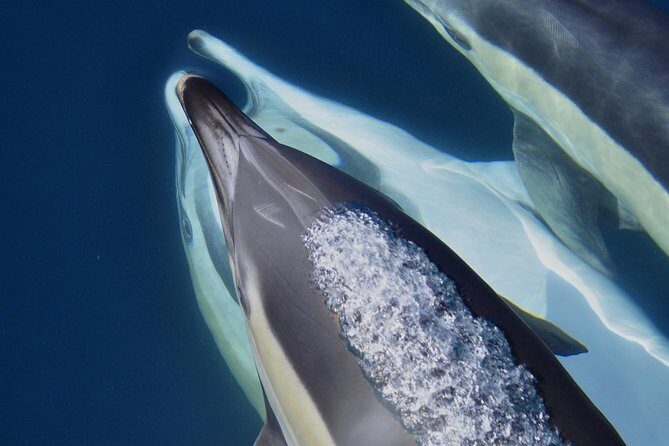 Dolphin Watching Excursion in Gibraltar - FAQs