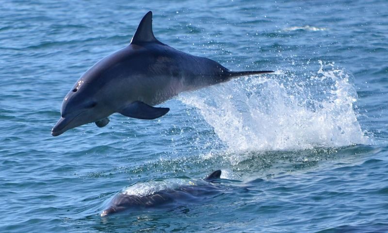 Dolphin Watching Experience in Amakusa - At a glance