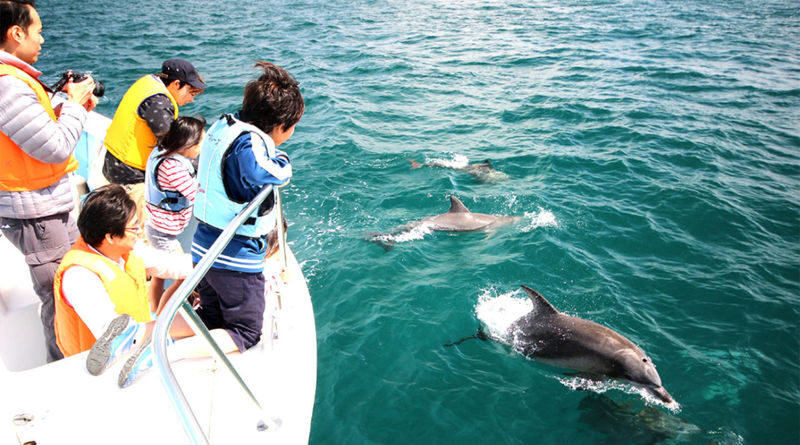 Dolphin Watching Experience in Amakusa - Weather, wind, and comfort on board
