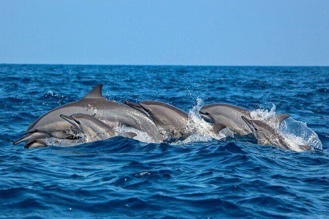 Dolphin Watching Experience in Trincomalee - Dolphin Watching Experience in Trincomalee