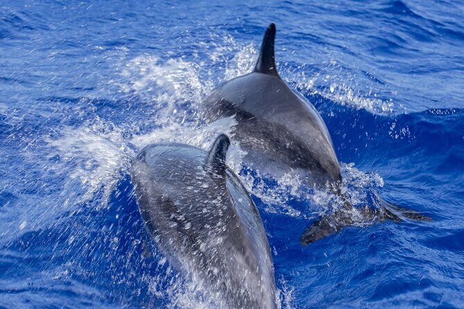 Dolphin Watching Experience in Trincomalee - A Deep Dive into the Dolphin Watching Experience in Trincomalee