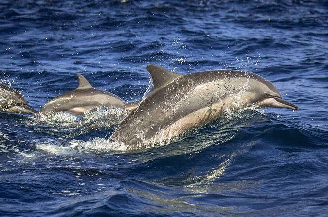 Dolphin Watching Experience in Trincomalee - FAQ