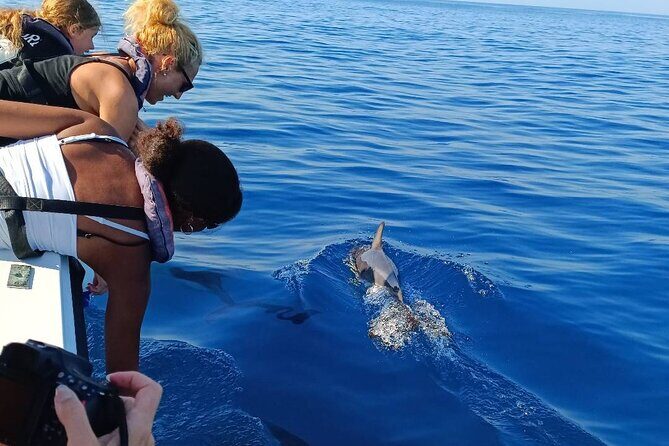 Dolphin Watching from Faro - Key Points