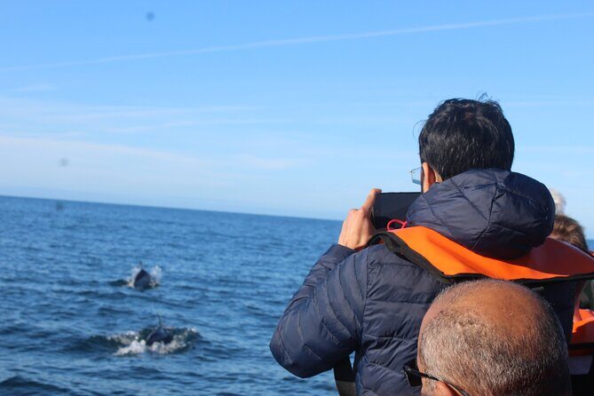 Dolphin Watching from Faro - What to Expect on the Day