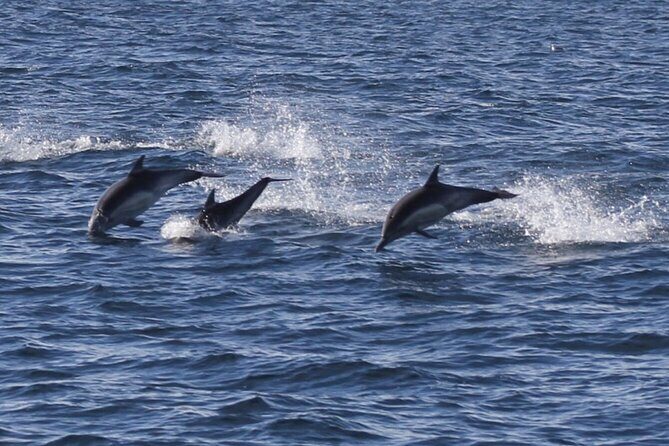 Dolphin Watching from Faro - Who Is This Tour Best Suited For?