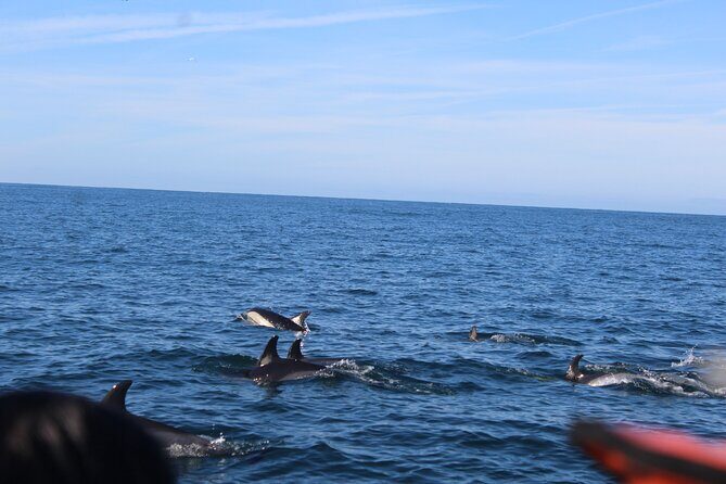 Dolphin Watching from Faro - Final Thoughts