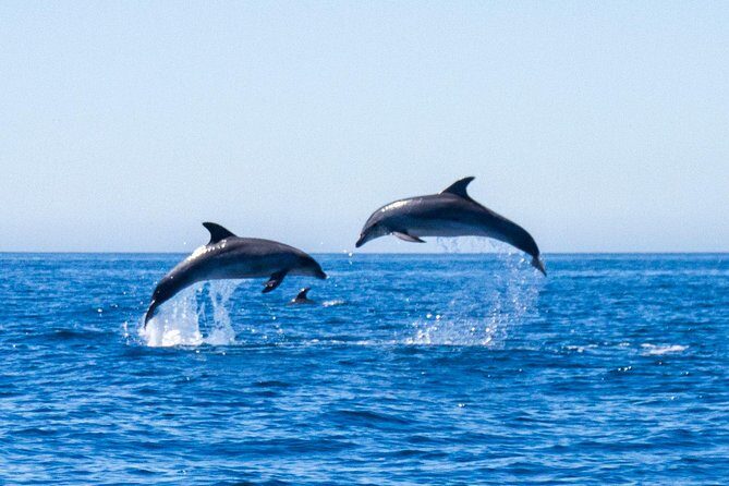 Dolphin Watching from Lagos with Marine Biologists - Why This Tour Offers Real Value
