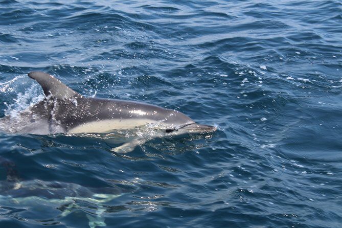 Dolphin Watching from Lagos with Marine Biologists - Who Should Book This Tour?